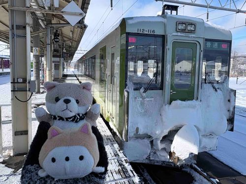 秋田犬の里からの刺客が…‼️