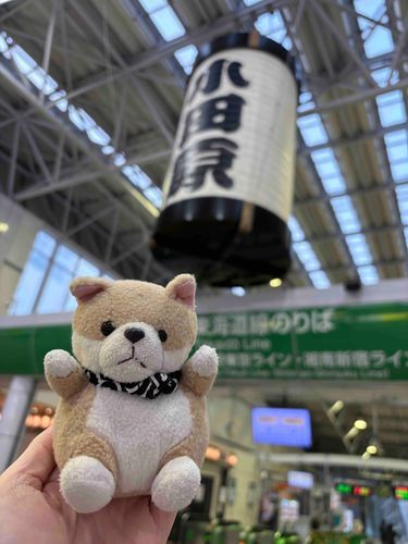 みなさま、おはようございます。

友達に曳き廻されて今小田原におります。
乗り鉄の朝は早い…zzZ