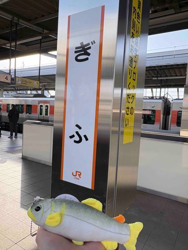 こんちは……
岐阜出身の鮎っス…
鵜に食べられそうなところを助けてもらいました…ﾖﾛｼｬｽ……