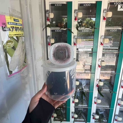 とうもろこしのロッカーです