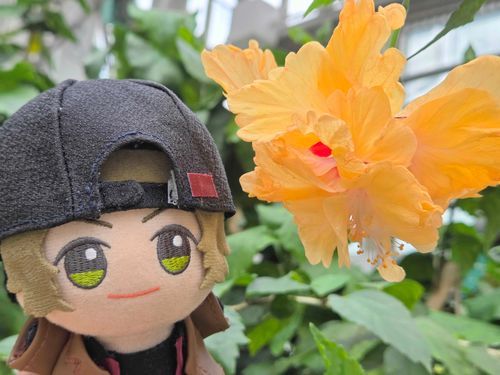 おもしろい形のハイビスカス見つけたッス‼️🌺 なんだか元気出てくるッスね🎶