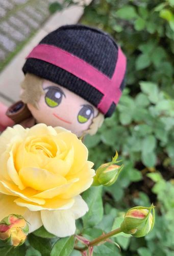 もう秋のバラも咲いてたッスよ‼️🌹✨
あまい香りやみずみずしい香り、色々あって好きなんスよねぇ🎶💭