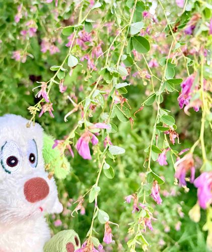 おはなのカーテン❁⃘*.ﾟ