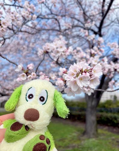 今年も見れた！🌸