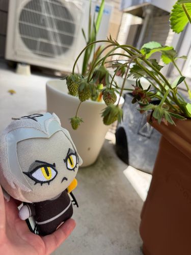 イチゴが順調に育っています