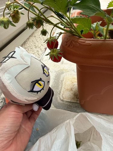 剪定しました。
もうすぐ収穫だね。
