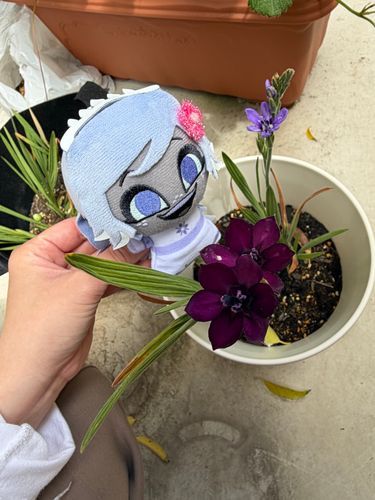 バビアナの花が咲きました！