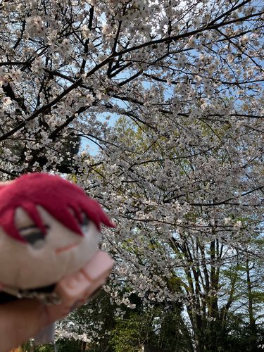 花見したぞ