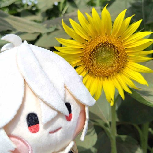 ひまわりを見に行った時の写真でござる。見つめられているような気分でござる…。