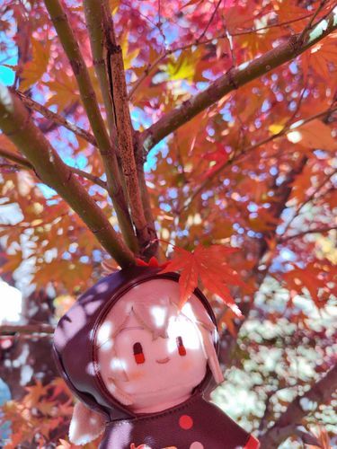 もみじがたくさんでござる🍁お天気で心地いいでござるね〜♪