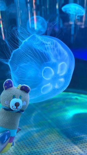くらげをみたんだよね🪼ぷるぷるでふしぎな生き物🪼
