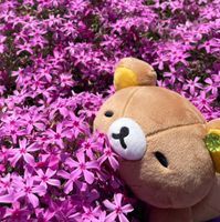 リラちゃん
