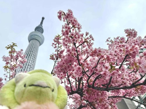 ばぁぶ！(スカイツリーの麓にも桜🌸きれいだね、ばぶちゃん)