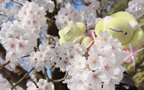 きゅあ🌸(春爛漫🌸ばぶちゃん、お花見楽しかったねえ)