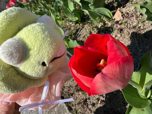 ぷゅあ！(桜の次はチューリップ🌷だよ、ばぶちゃん)