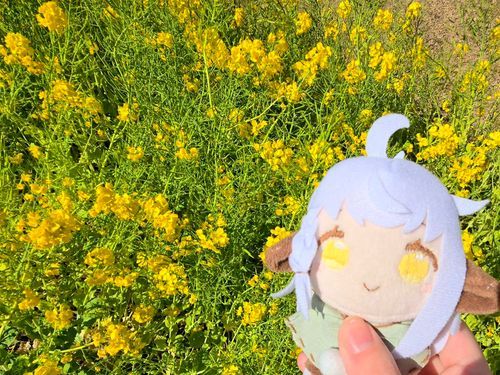 菜の花きれいだね