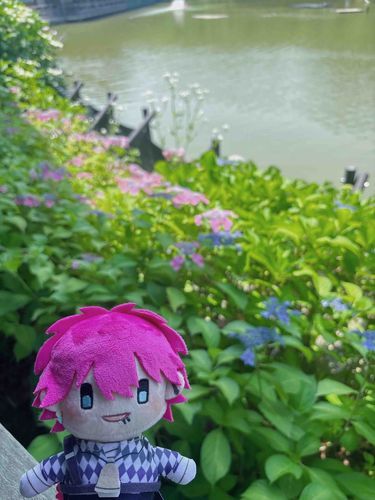 素敵なあじさいでしたね