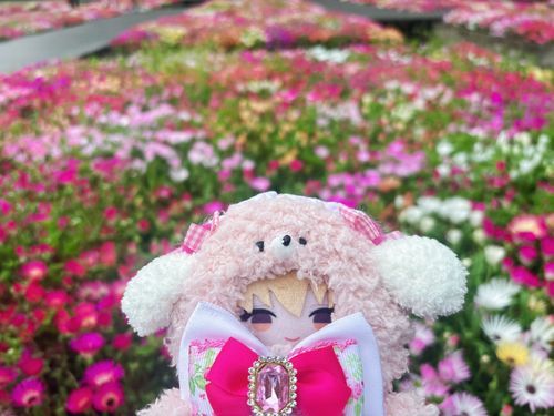 色とりどり1面綺麗な花ばっかりだったよ❁⃘*.ﾟ
