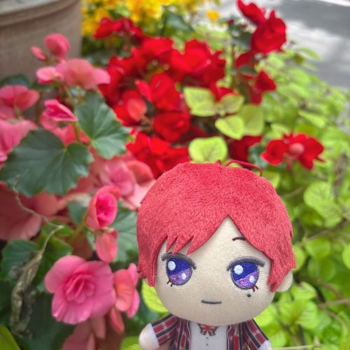 綺麗な花がたくさんあったね！
