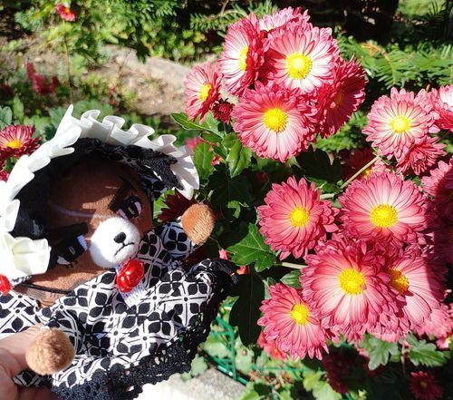 🏵️とｱﾘｺちゃん✿