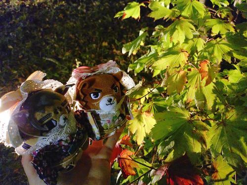 🍁🌃と🐱と🐻。