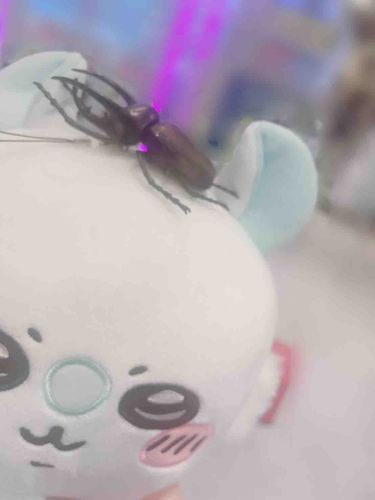 モモンガとカブトムシ？？？