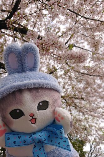 さくら みたの！きれいだったの！