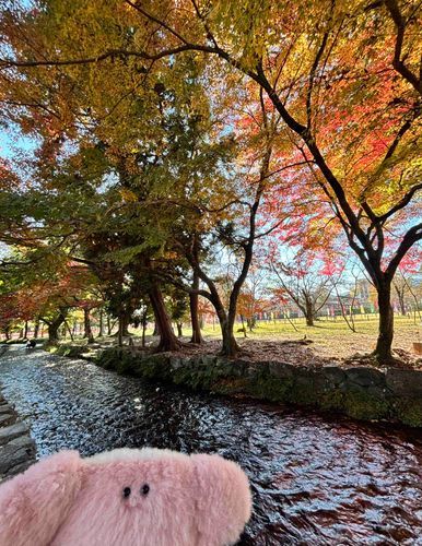 おひさしぶりですかにゃ！？
こうようもみて、かにぃはきせつをたのしめたよ！🍁もうそろふゆかにゃあ❄️