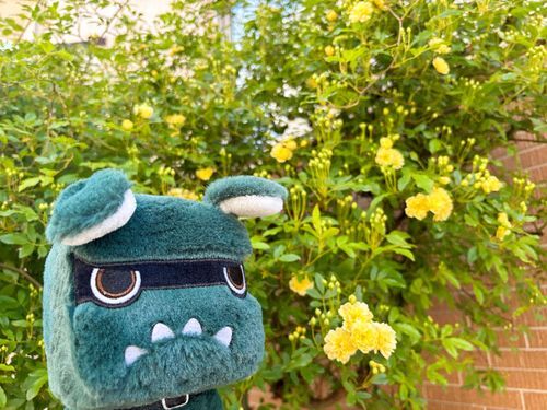 この時期がやってきた！！