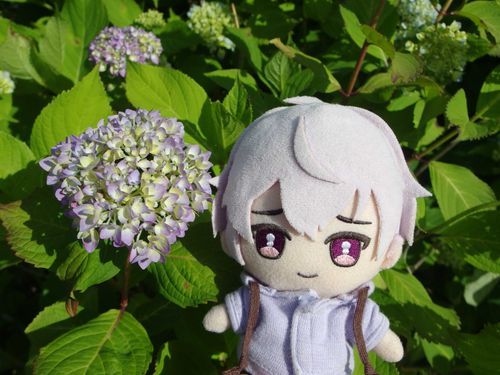 もう紫陽花が咲いてるんだね