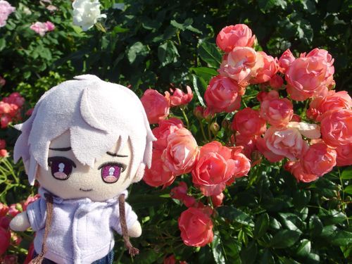 最後にバラ園を見て帰ったよ
何故かぼくの写真はお人間さん映り込みのエラーが出ちゃうから貼れない写真もあったけど、みんなに見てもらいたかったな