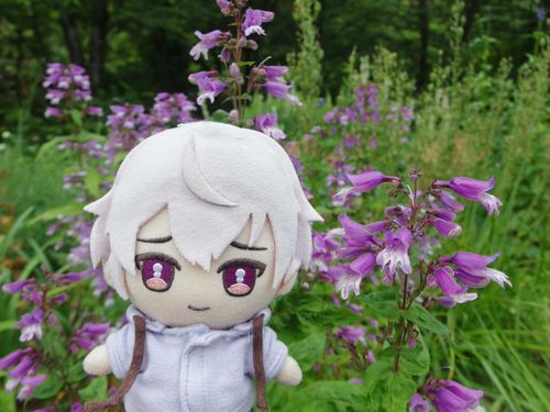 来週はここの蛍鑑賞に連れてってくれるって！楽しみだな