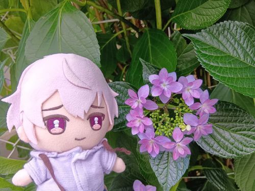 駅前紫陽花、「なんか、リースみたいで可愛いね」って撮ったよ