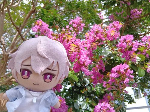 夏休み明けの昨日、百日紅を見かけて撮ってもらったよ
