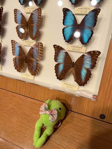 エルちゃんは、ふれあい昆虫館に行ったよ。朱しゃんはお留守番です。