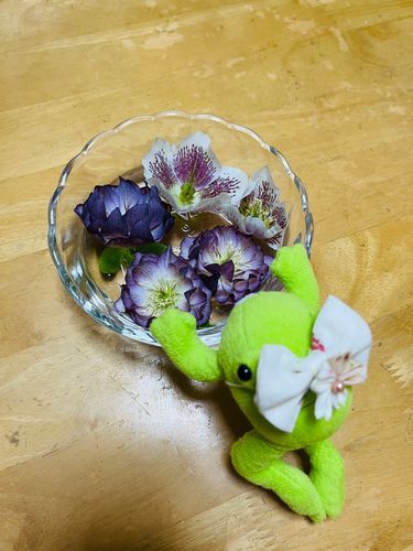 クリスマスローズちゃん、綺麗だな