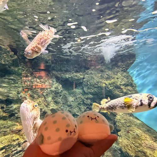 海響館🐡🫧‪
ハリセンボンと はりせんぼん
仲間たちと一緒に パシャリ📸