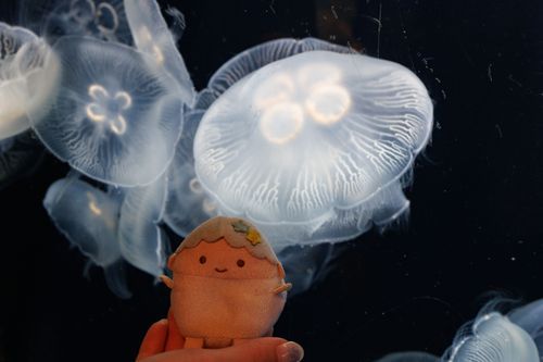 このまえの 海響館での キキくんと くらげちゃん🪼⟡꙳