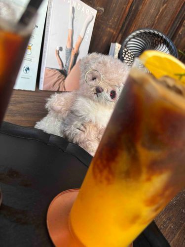 カフェでまったり☕️
今日は僕だよ🐻
