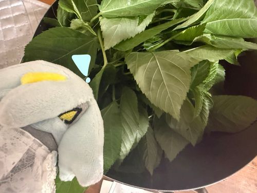 今年もモロヘイヤの季節が来たッッ🫶🫶