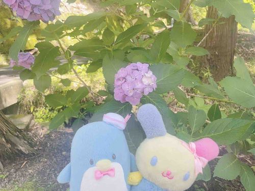 と、いうわけで、結果発表の日はサム吉と紫陽花を楽しんでいたワケ🎶さいこうだったヮ🎶