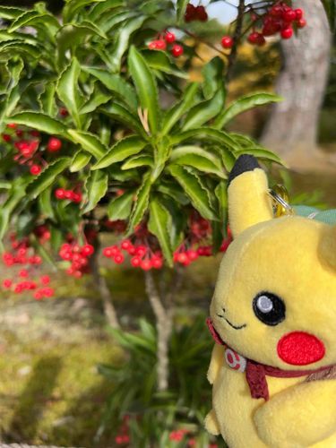 ほっぺ似てるピカ