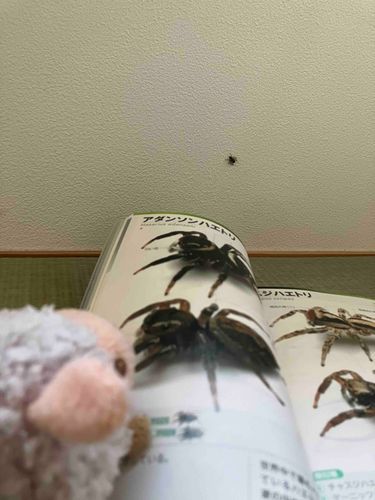 きみはアダンソンハエトリのおんなのこ？