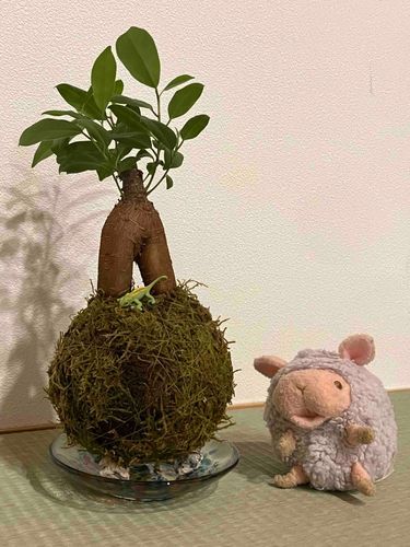 どうきょにんが、みなみのしまつくってきた！
