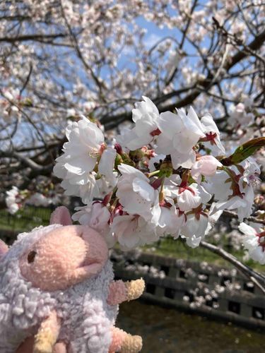 まんかい🌸だね