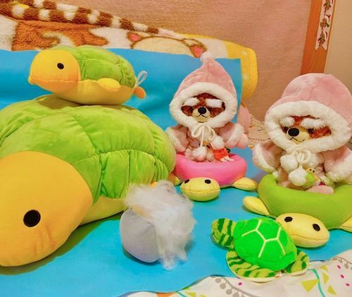 竜宮城のお土産のはこ開けてみたよ🐻❗️