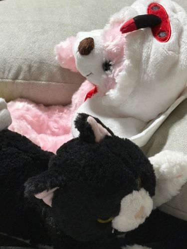 お気に入りの新潟で買ったクマと昔飼ってた猫に似てる猫のぬいぐるみ🐈‍⬛🧸