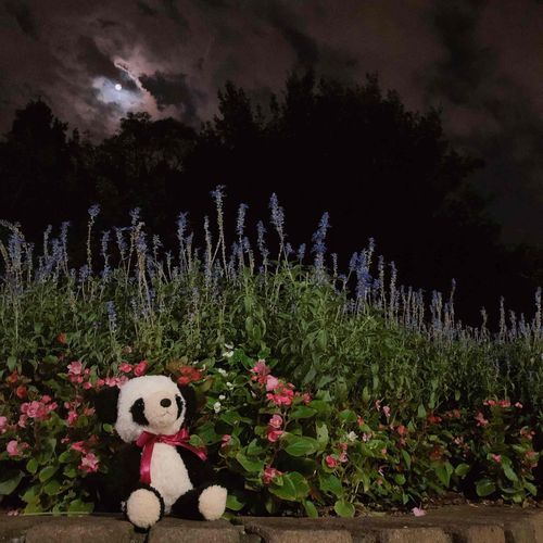 月夜の散歩