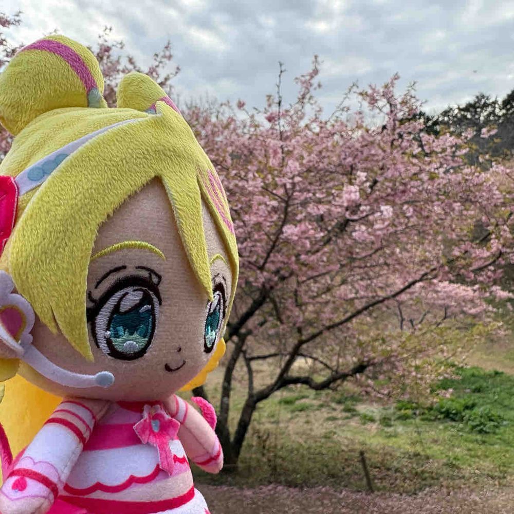 見頃はほんの少し過ぎちゃった
けど、まだピンクに花びらが
色づいてるね！　なんとか見れて、
キラッキランラン〜⭐︎
