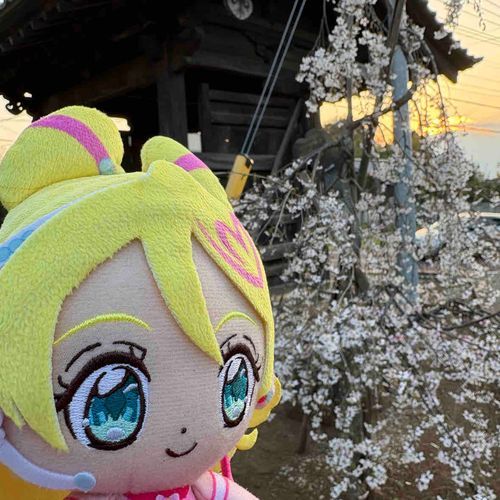 買い物の途中の道の、ずっと
昔からこの地域にあるお寺の
境内に桜、みーつけた‼︎
キラッキランラン〜⭐︎